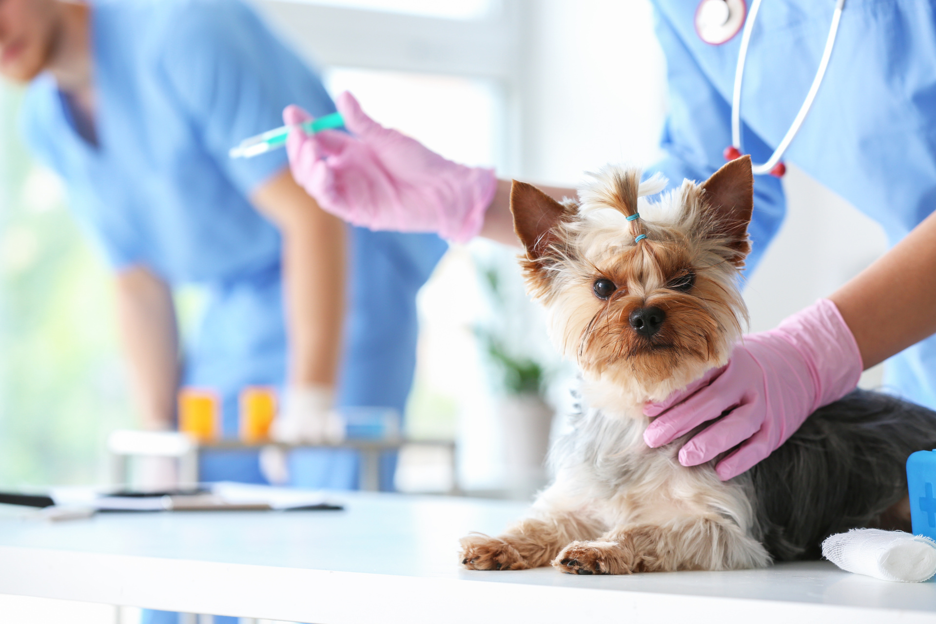 ¿Por qué es importante vacunar a las mascotas?