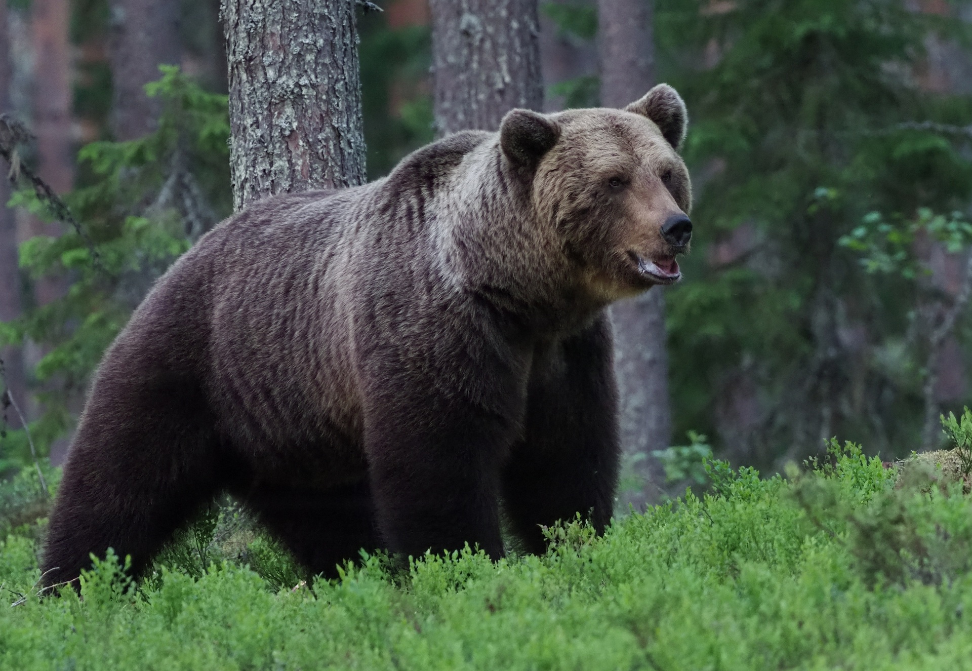 Oso mata a pareja y su perro en Canadá