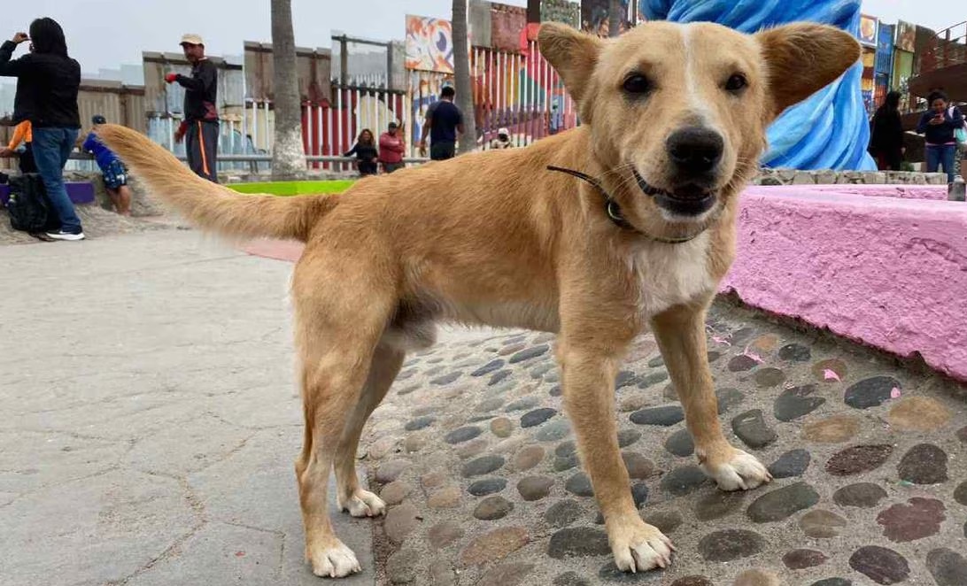 Deportan a 'Oso', perrito que cruzó ilegalmente el muro fronterizo