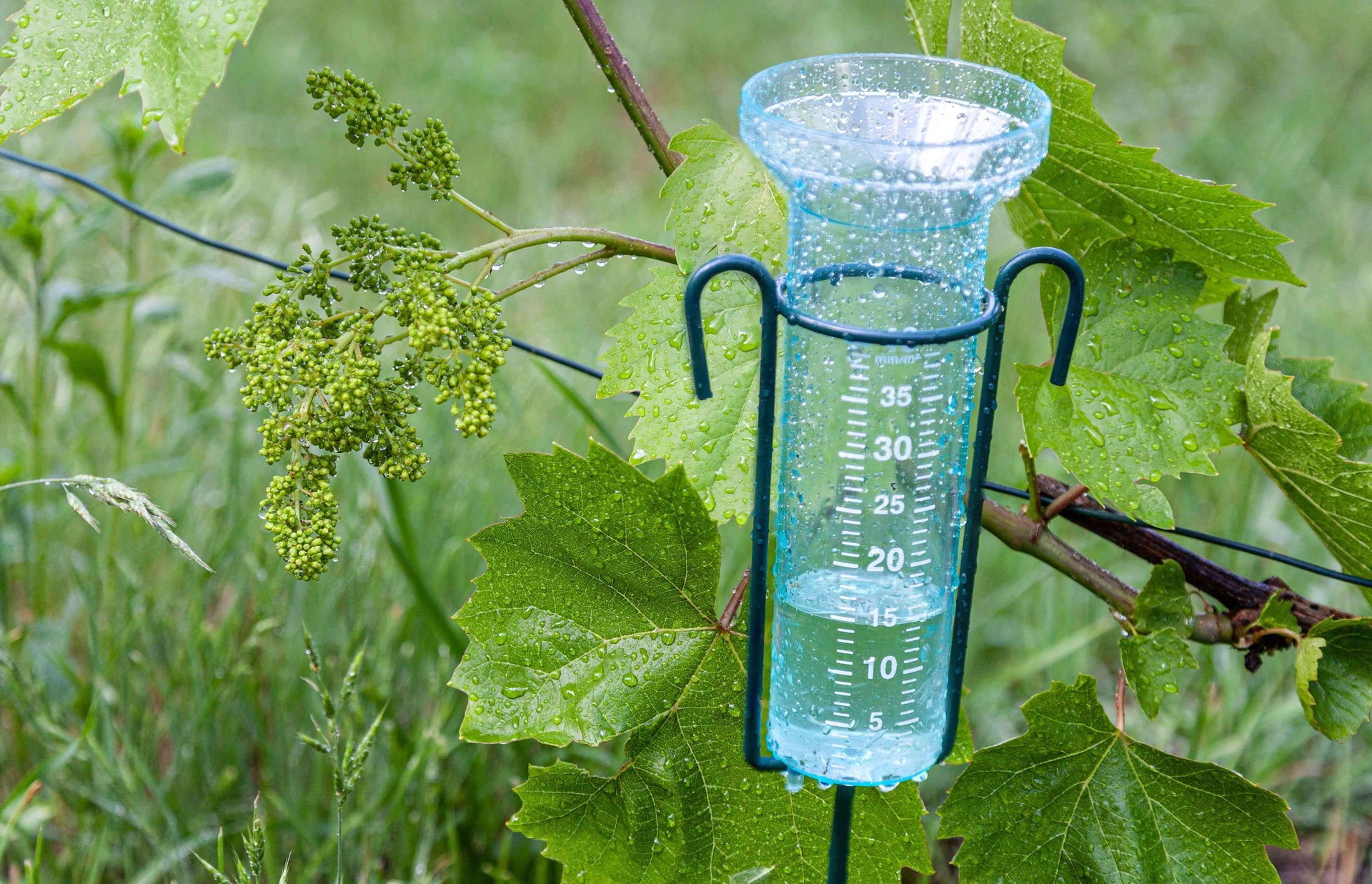 El pluviómetro ayuda a medir la precipitación de la lluvia (ESPECIAL) 