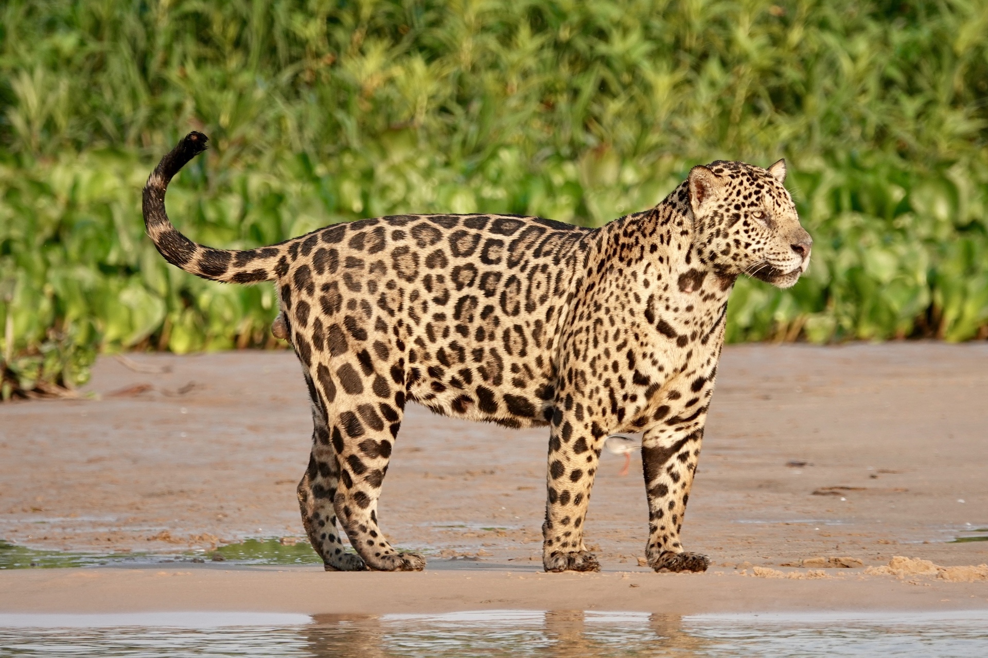 Muro fronterizo amenaza migración del jaguar entre México y Estados Unidos