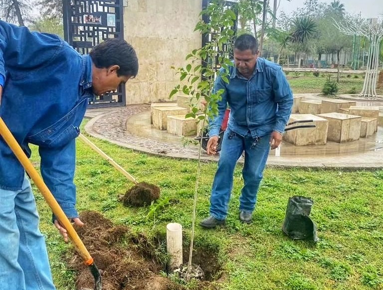 Avanza reforestación en Alameda Zaragoza de Torreón; plantan lenguas de tigre y de suegra