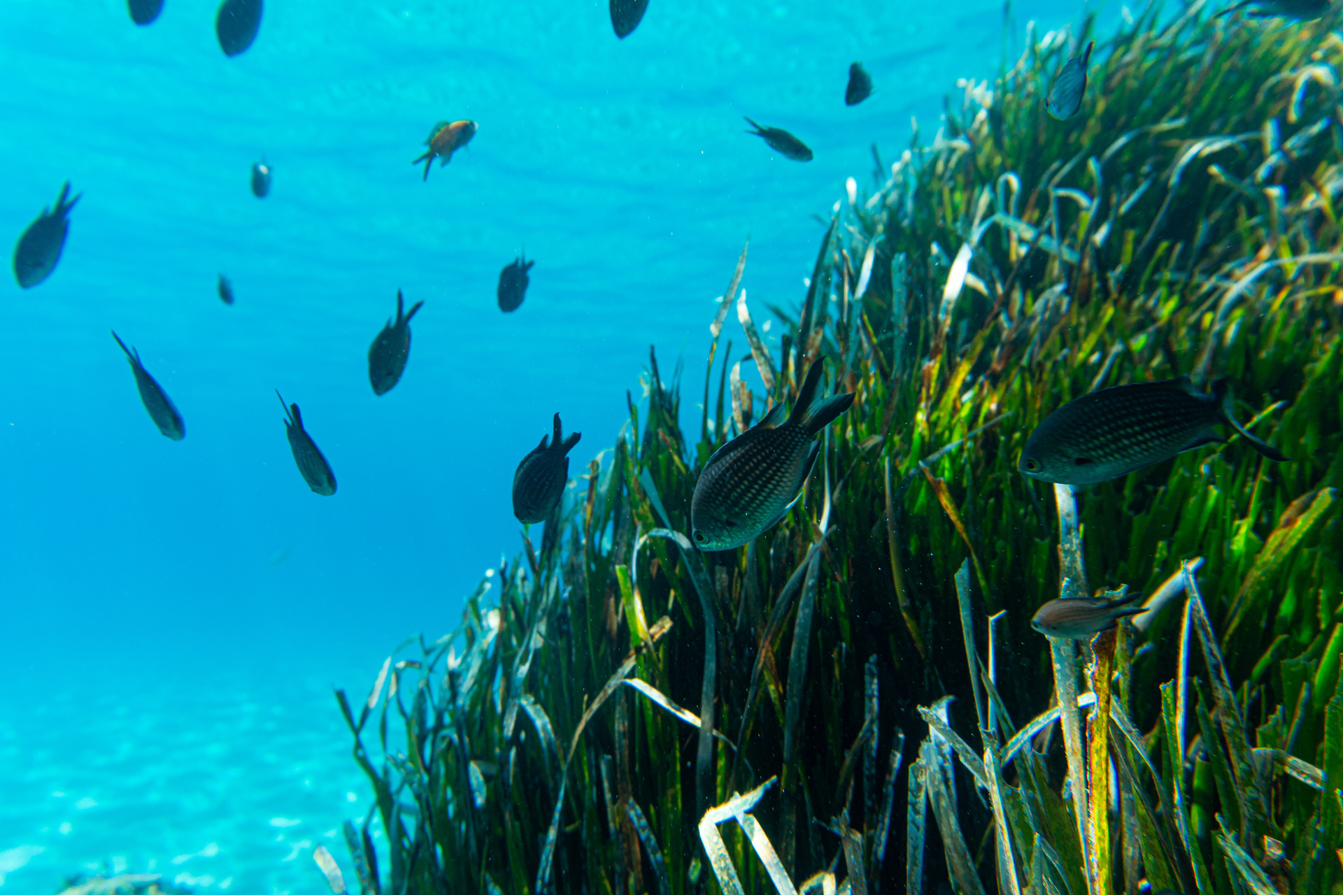 ¿Las algas un nuevo superalimento? 