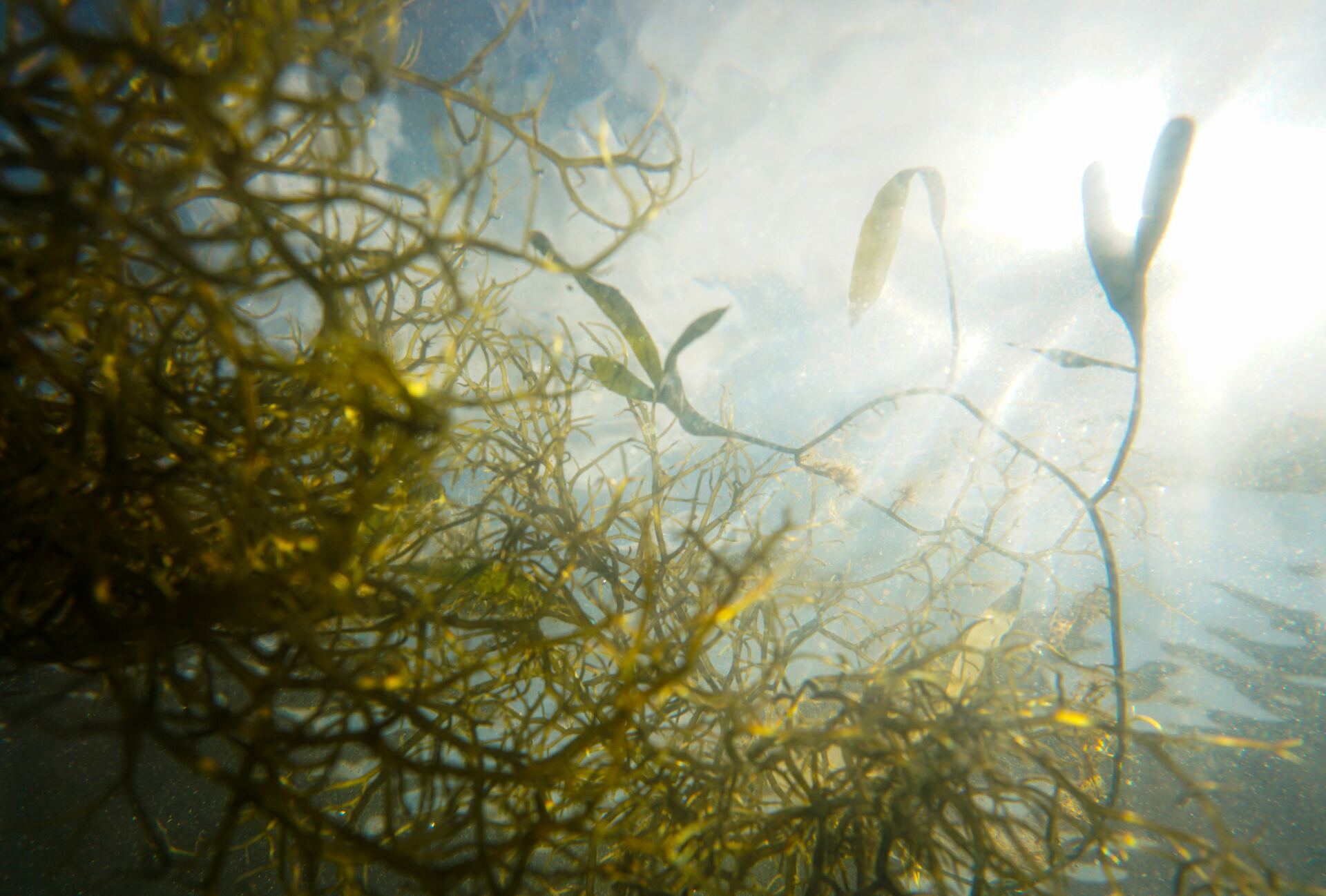 Algas ya se cosechan con la fama de 'superalimento'