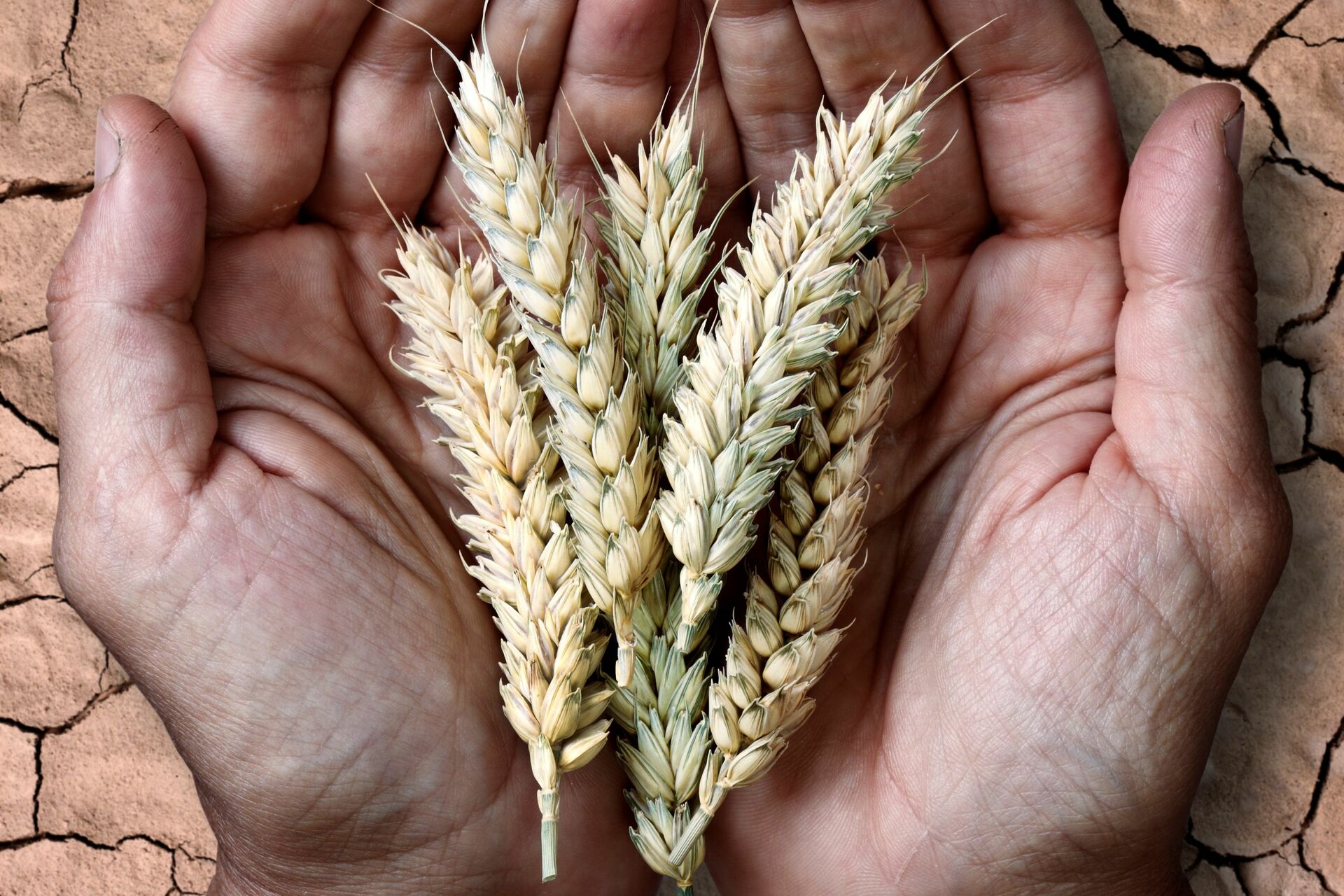 FAO pide 'políticas de Estado' contra la inseguridad alimentaria en ...