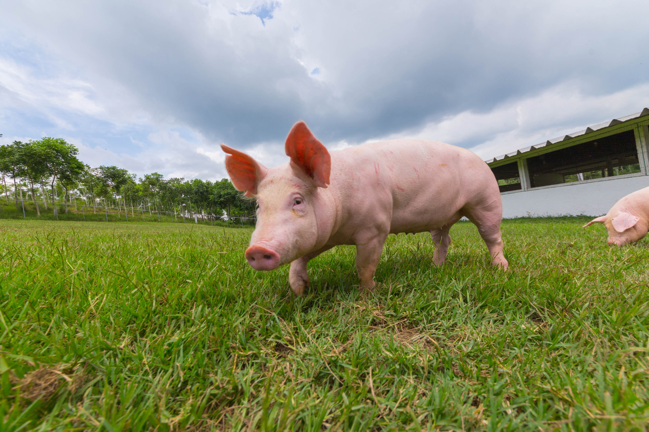 Sader destaca prevención en ingreso de peste porcina