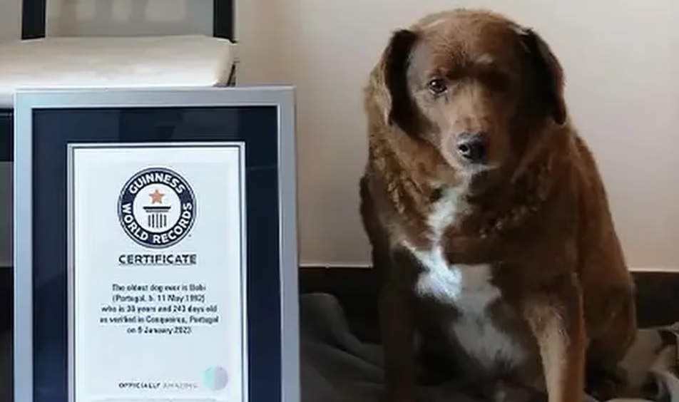 Fallece Bobi a los 31 años, el perro más longevo del mundo 
