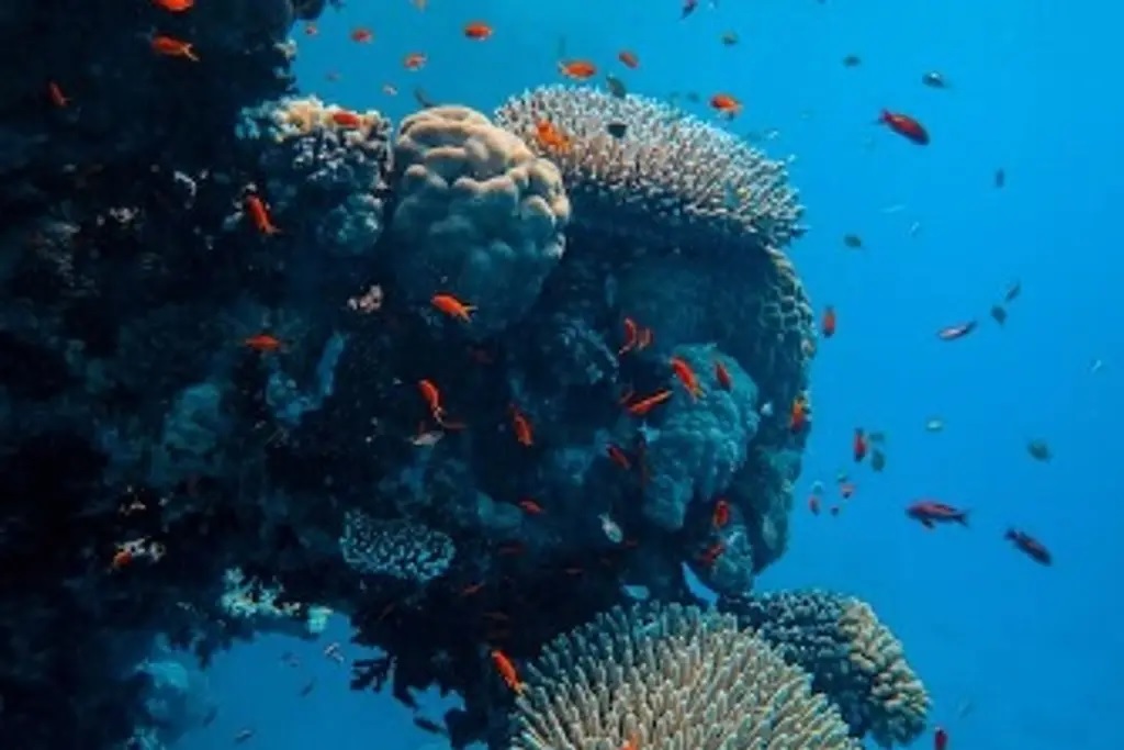 Ambos presentan una rica diversidad de especies de corales pétreos, lo que sugiere que probablemente se han estado formando durante miles de años.