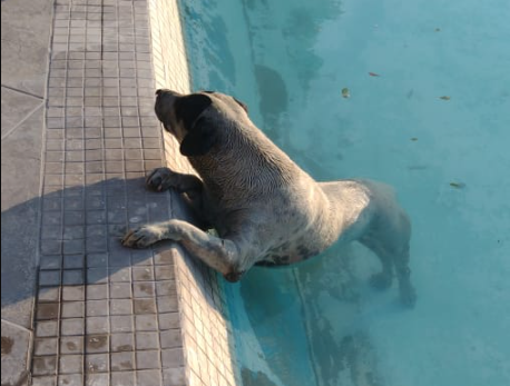 Rescatan a perrito que cayó a un lago artificial en la Alameda Zaragoza de Torreón