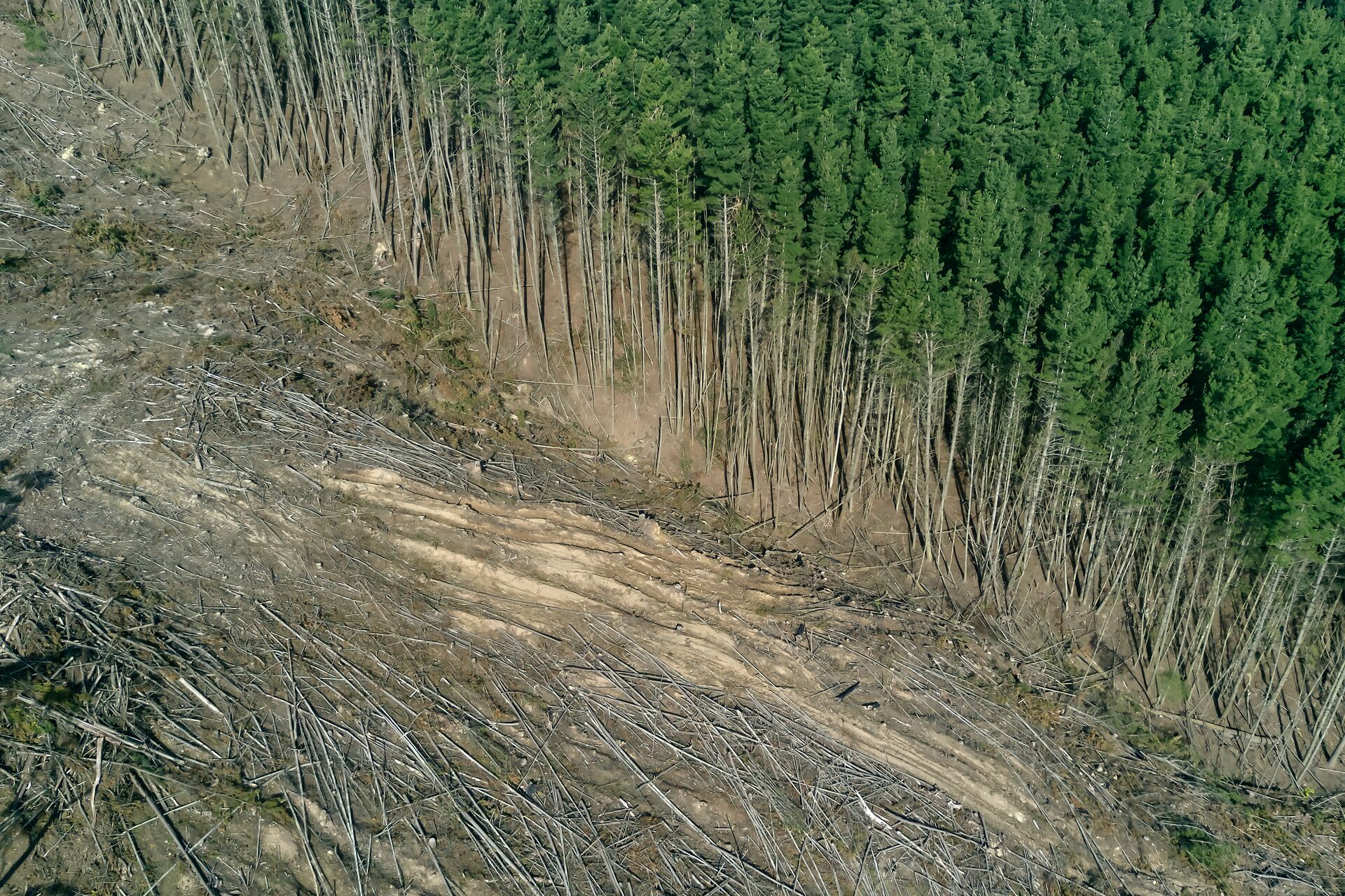 Deforestación se acelera con el aumento de la pérdida de bosques