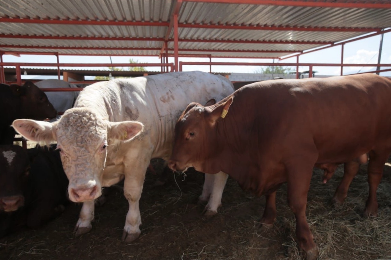 Reportan crecimiento de 10 % de exportación de ganado bovino a EUA