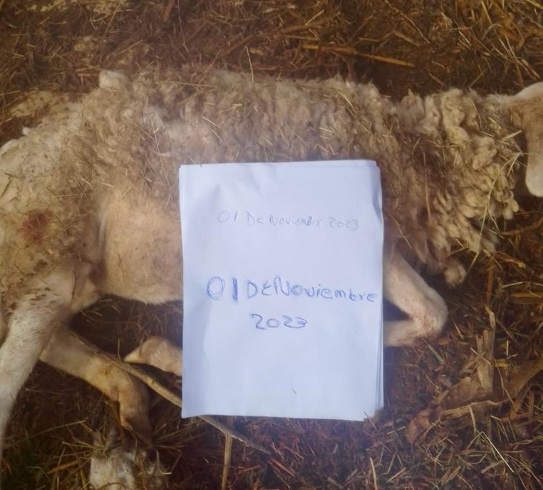 Perros salvajes matan 40 cabezas de ganado en municipio de Frontera