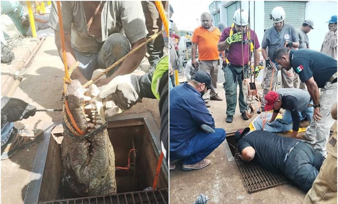 Rescatan a cocodrilo atrapado en tubería de Ciudad Victoria, Tamaulipas