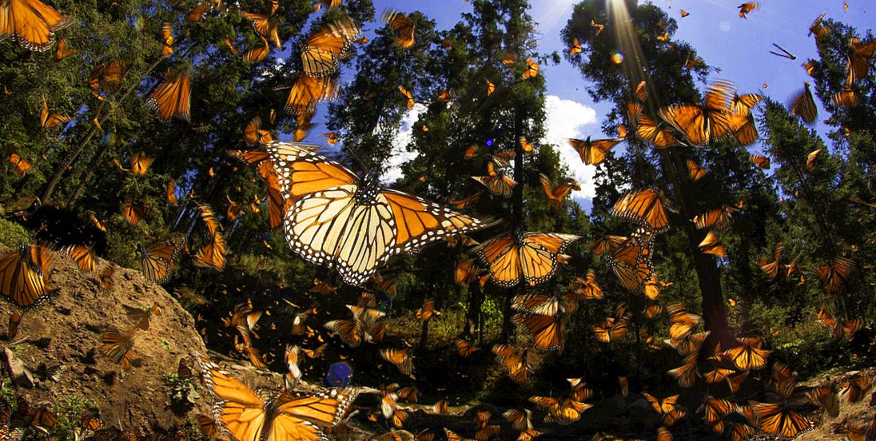 Llega mariposa monarca a bosques de Michoacán 