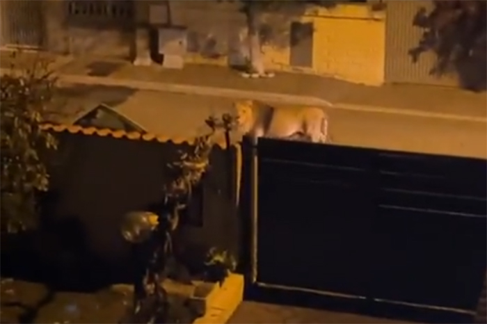 VIDEO: Un león se escapa de un circo en Italia y se pasea entre las casas