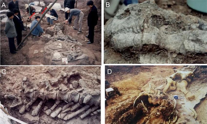 Descubren en China grupo conjunto de huevos y adultos de dinosaurios más antiguo del mundo