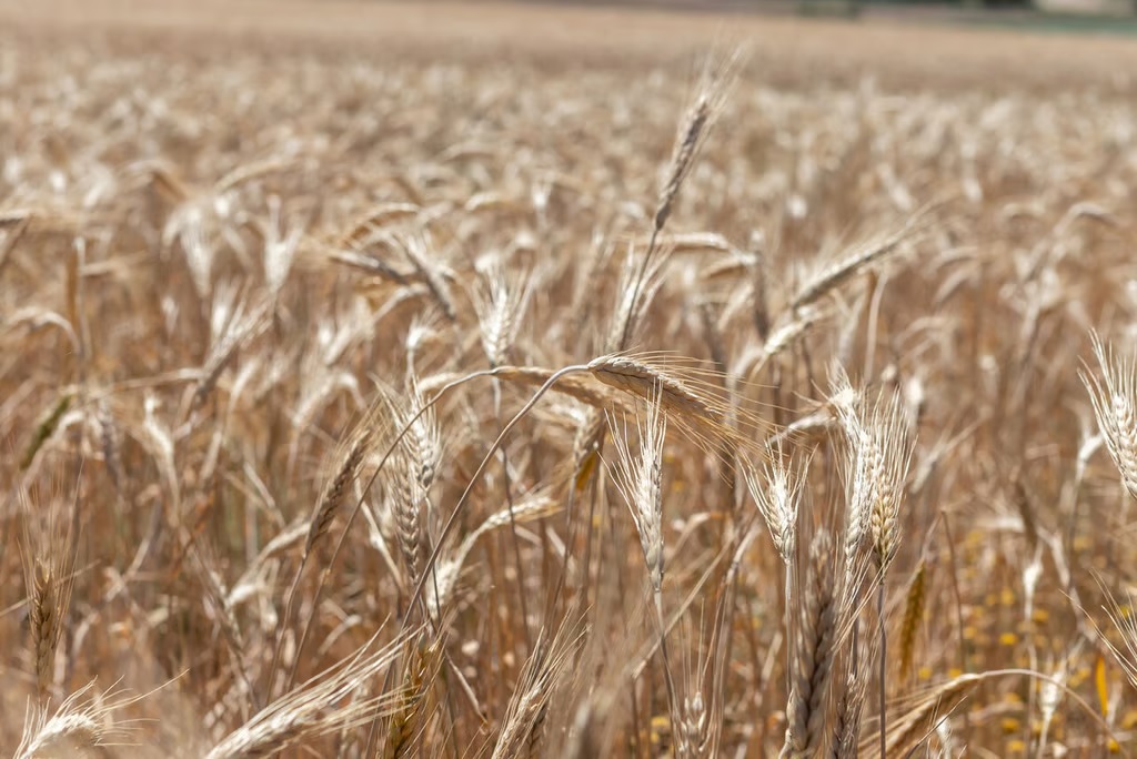 Rusia prohíbe la exportación de trigo duro durante seis meses 