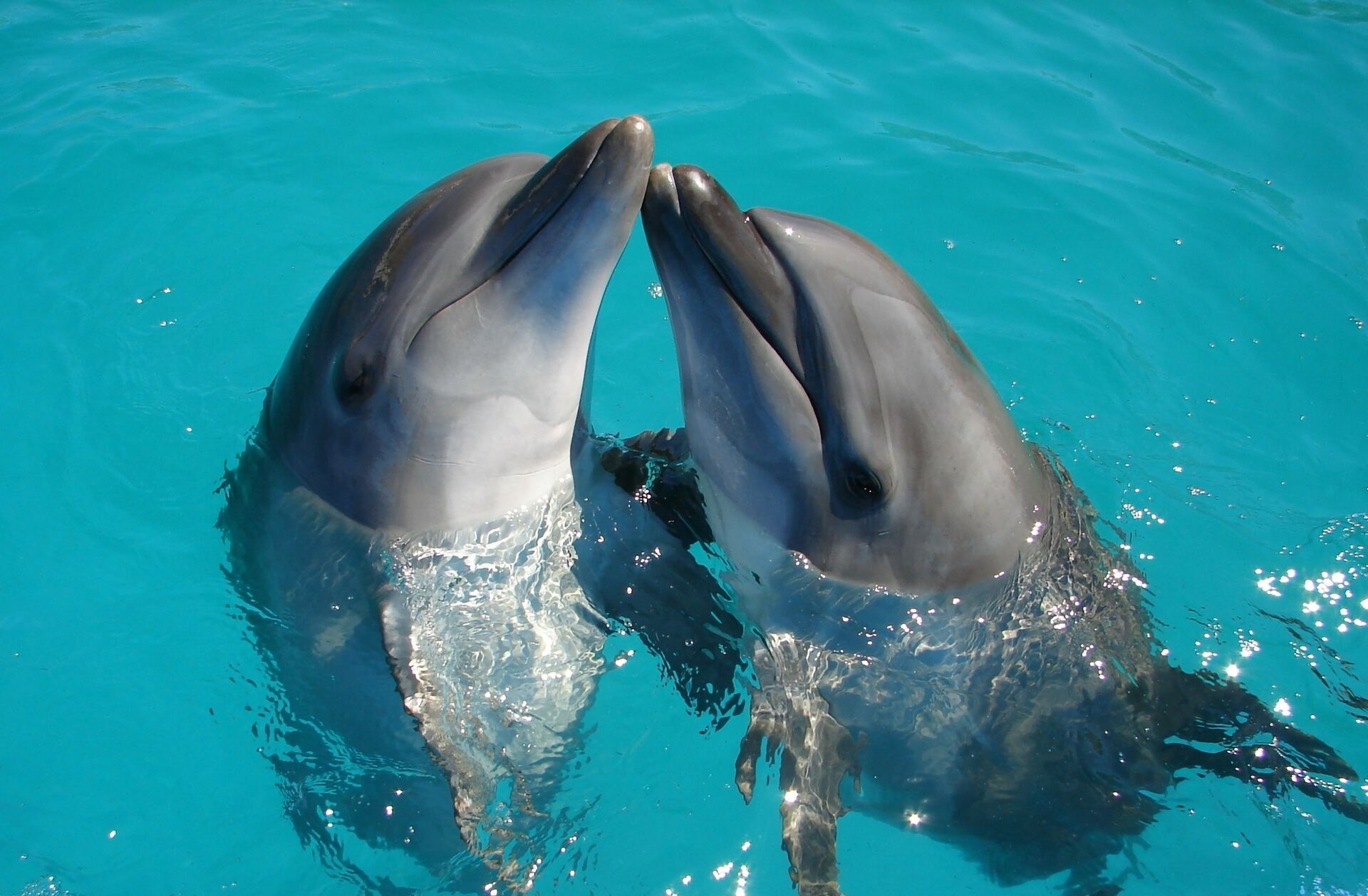 Avanza en Senado prohibición de espectáculos con mamíferos marinos