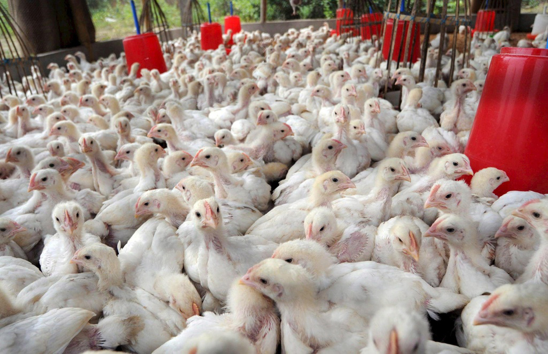 Aumento de casos de gripe aviar afecta industria estadounidense