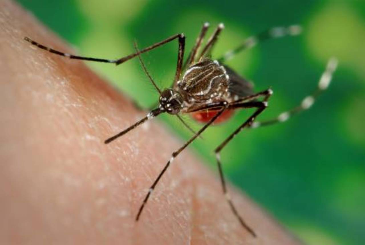 Autoridades coinciden en que en esta temporada de frío disminuirá el ciclo de reproducción del mosquito transmisor del dengue.