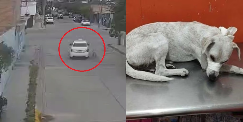Taxista  arrolla a perrito en San Luis; exigen justicia para el can