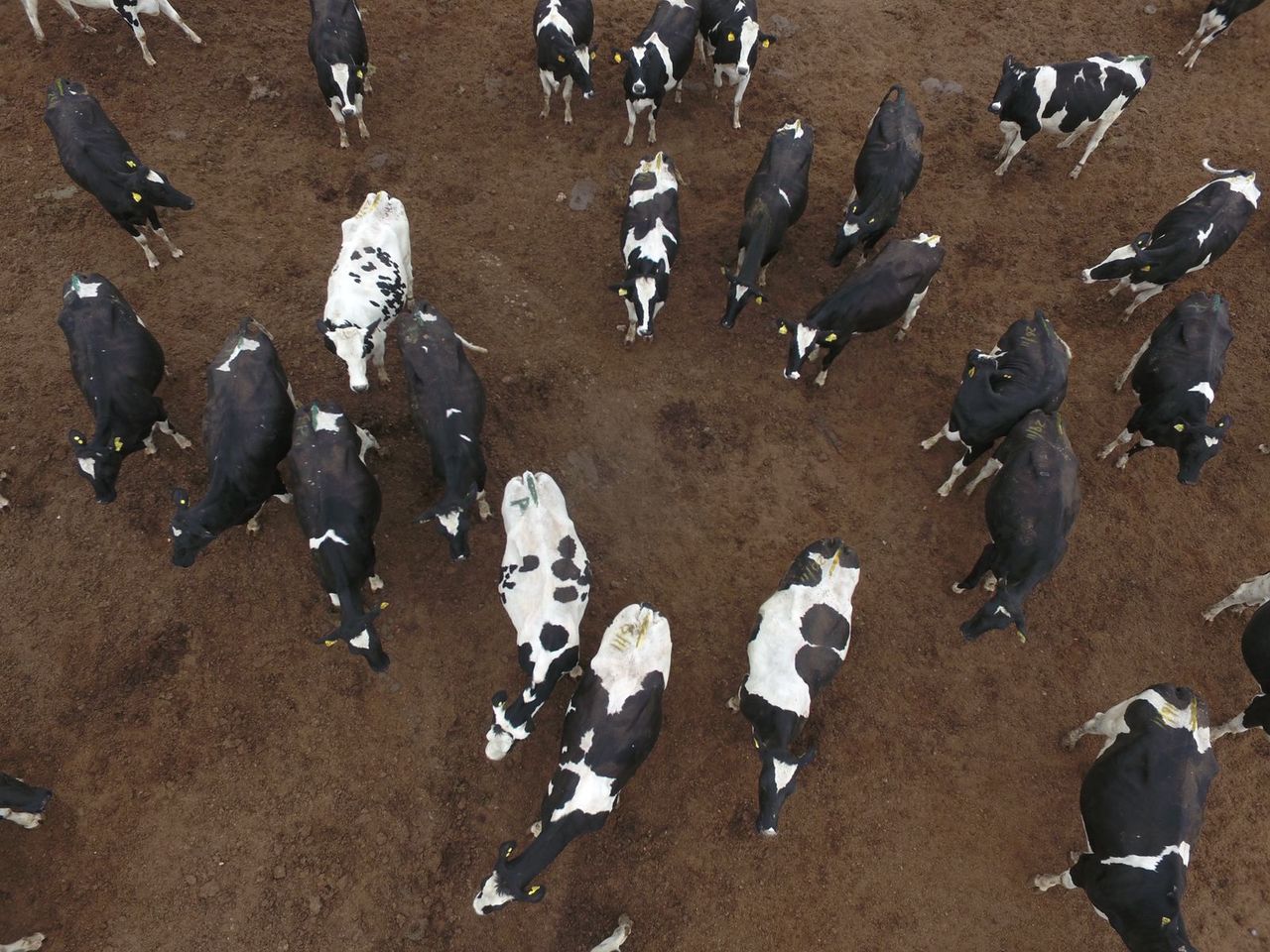 Sin regular, emisiones de metano del ganado en La Laguna