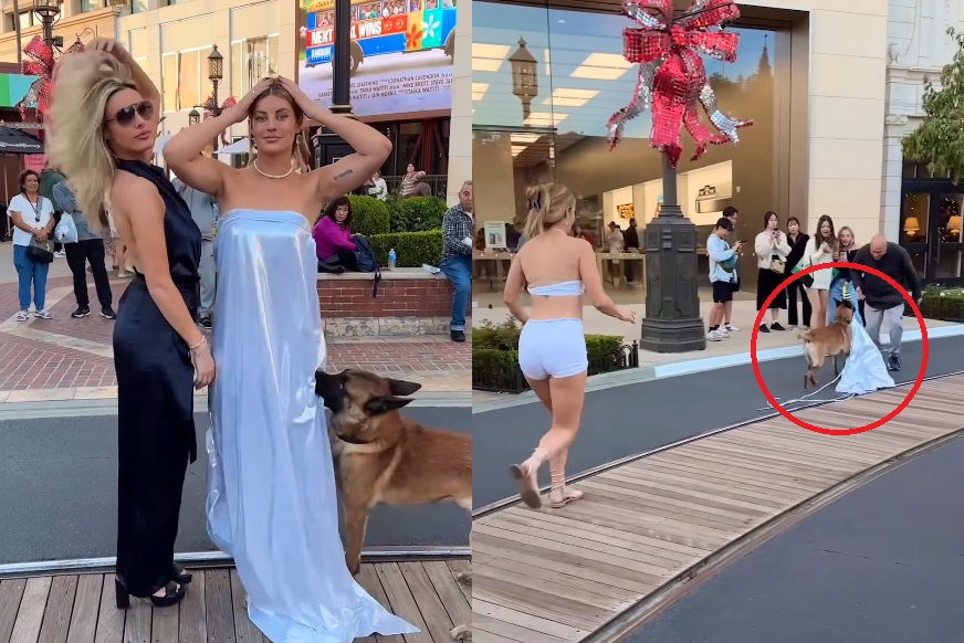 VIRAL: Perro arranca vestido de una modelo en la calle
