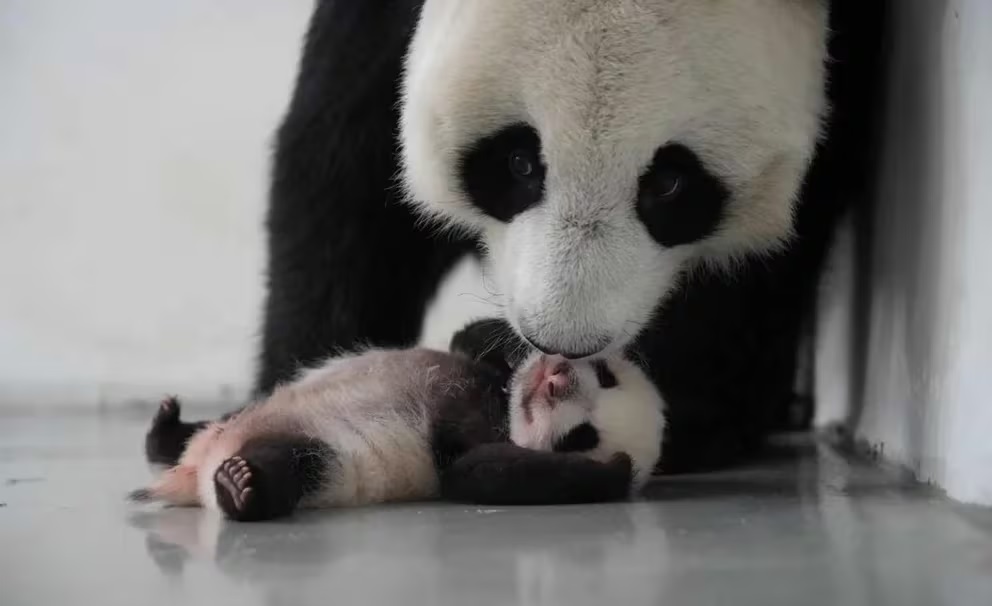 Alcalde de Moscú propone a moscovitas elegir nombre para la primera panda nacida en el zoo