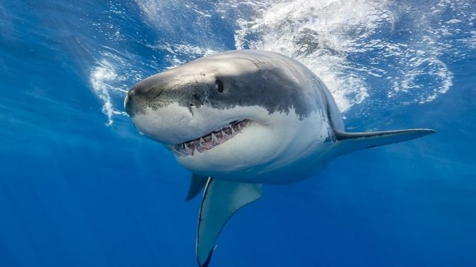 Jalisco cierra playa de Melaque por ataques de tiburón