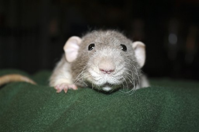 Los ratones también se ‘acicalan’ cuando se miran al espejo