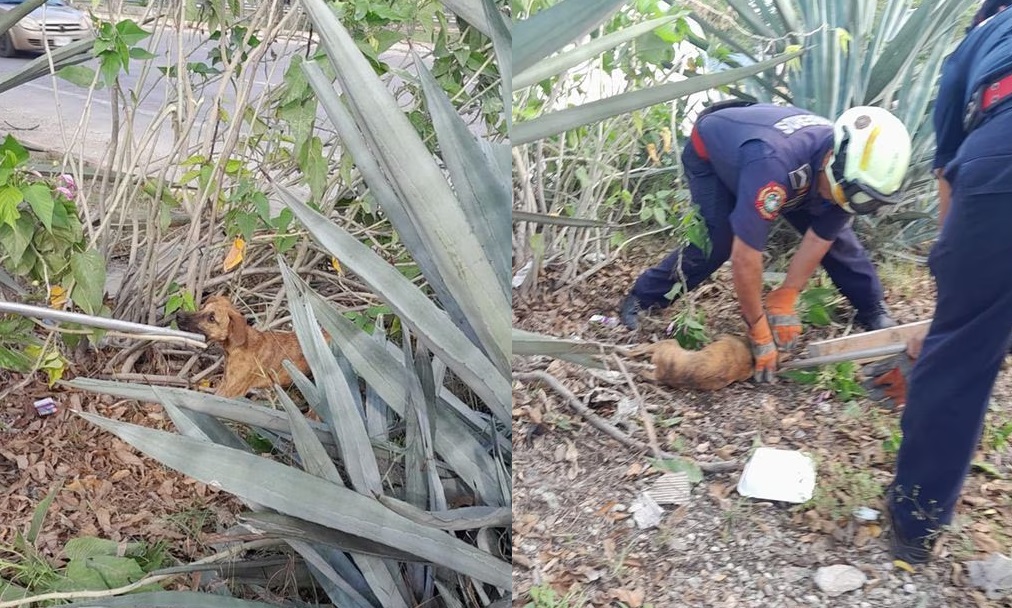 Rescatan a perro atrapado entre plantas de agave en Yucatán