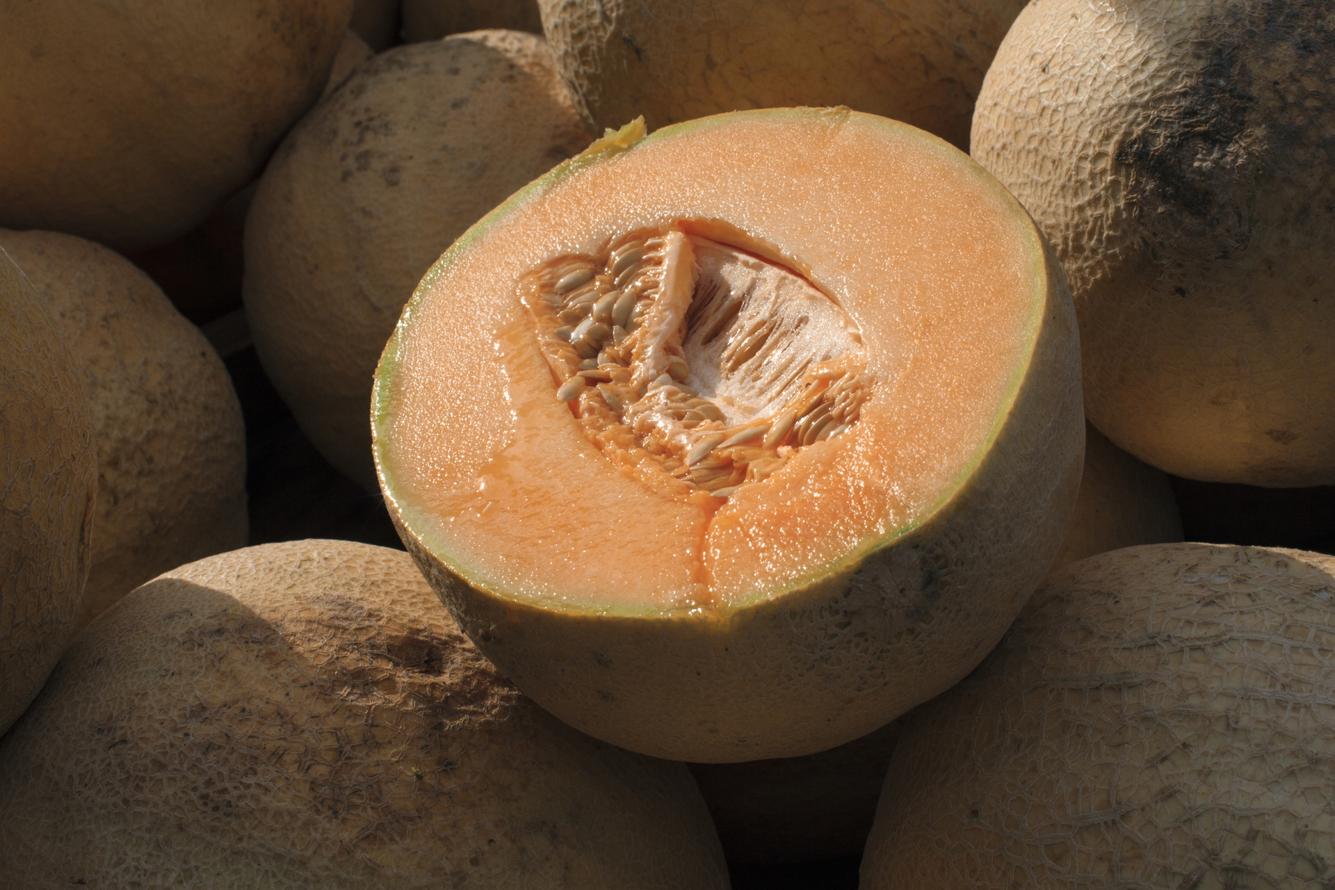 Brote de salmonella en melones mexicanos deja ocho muertos en EUA y Canadá; ¿cuáles son sus síntomas?