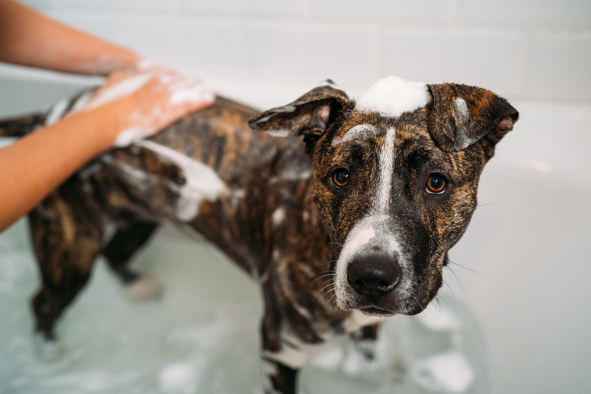 Conoce la manera de limpiar a tu perro sin bañarlo