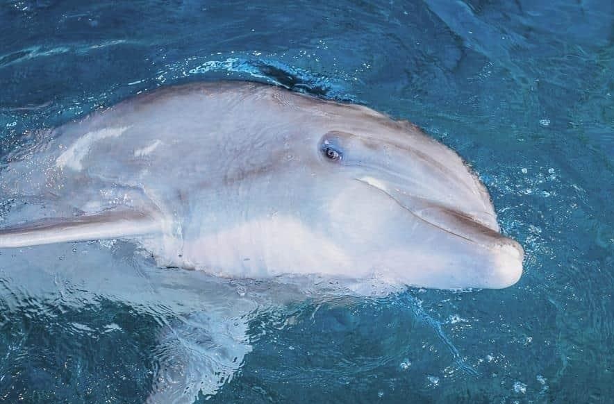 Sorprende extraño delfín con pulgares encontrado en Grecia 