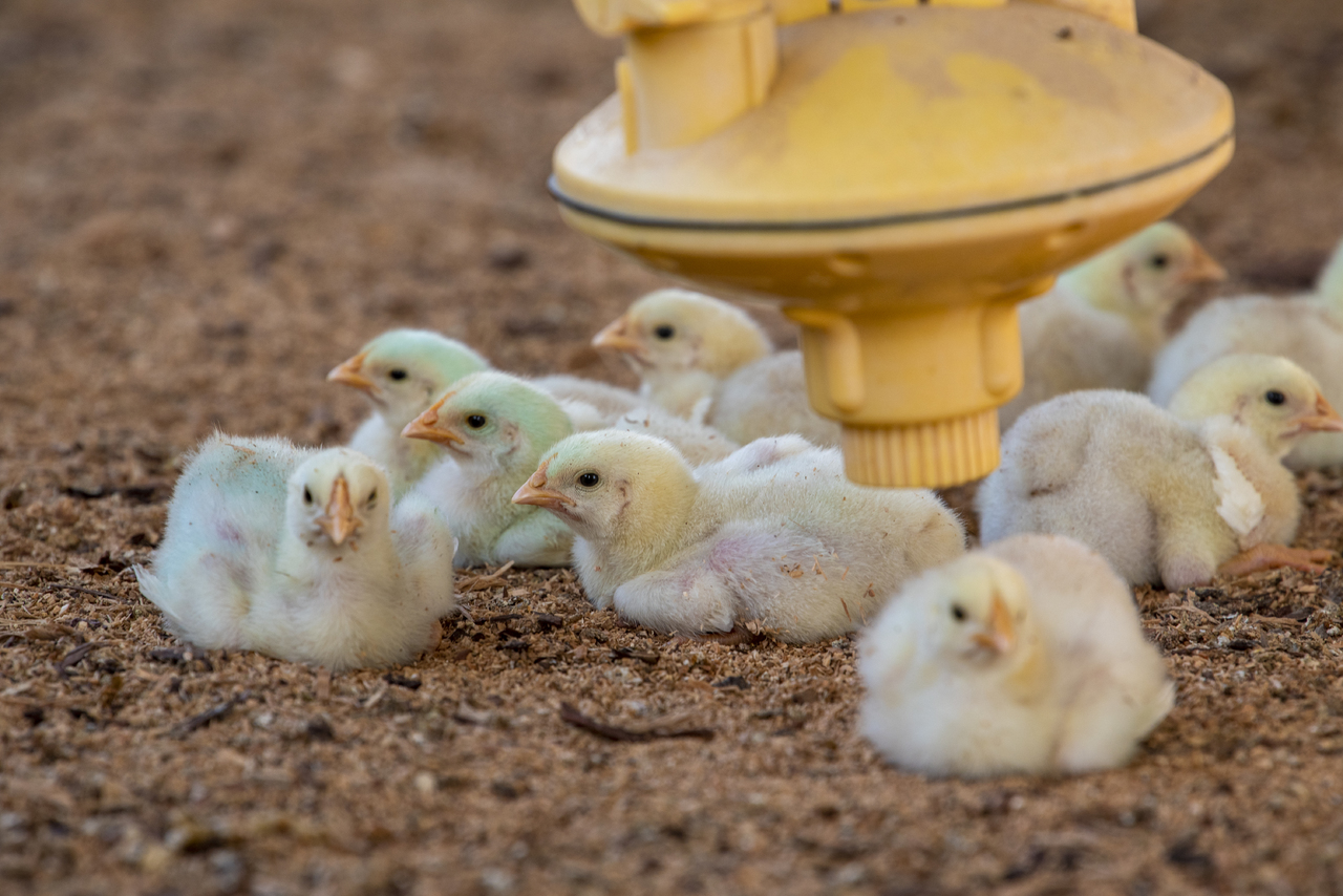 FAO pronostica una nueva crisis de gripe aviar para el año 2024