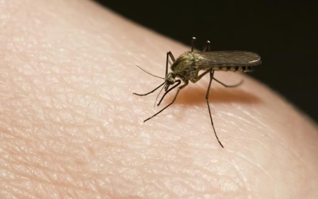 Honduras suma 31 muertes por dengue y más de 27.000 enfermos en lo que va de 2023