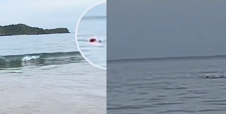 VIDEO: Así fue el ataque de un animal marino contra un turista en Zihuatanejo 