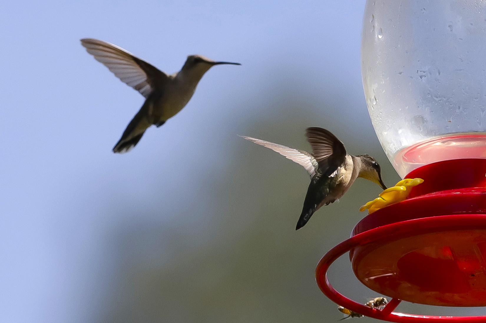 Ambientalista crea santuario para proteger a los colibríes en México