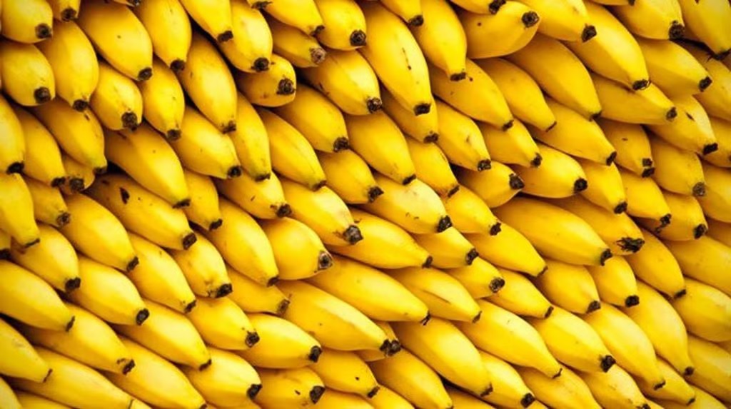 Industria bananera de Costa Rica, preocupada por precios en Europa