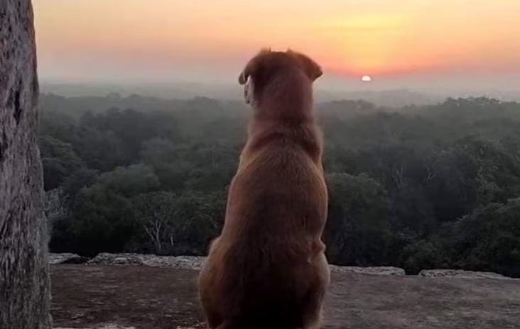 'Osita', la perra guardiana de Chichén Itzá que se hizo viral