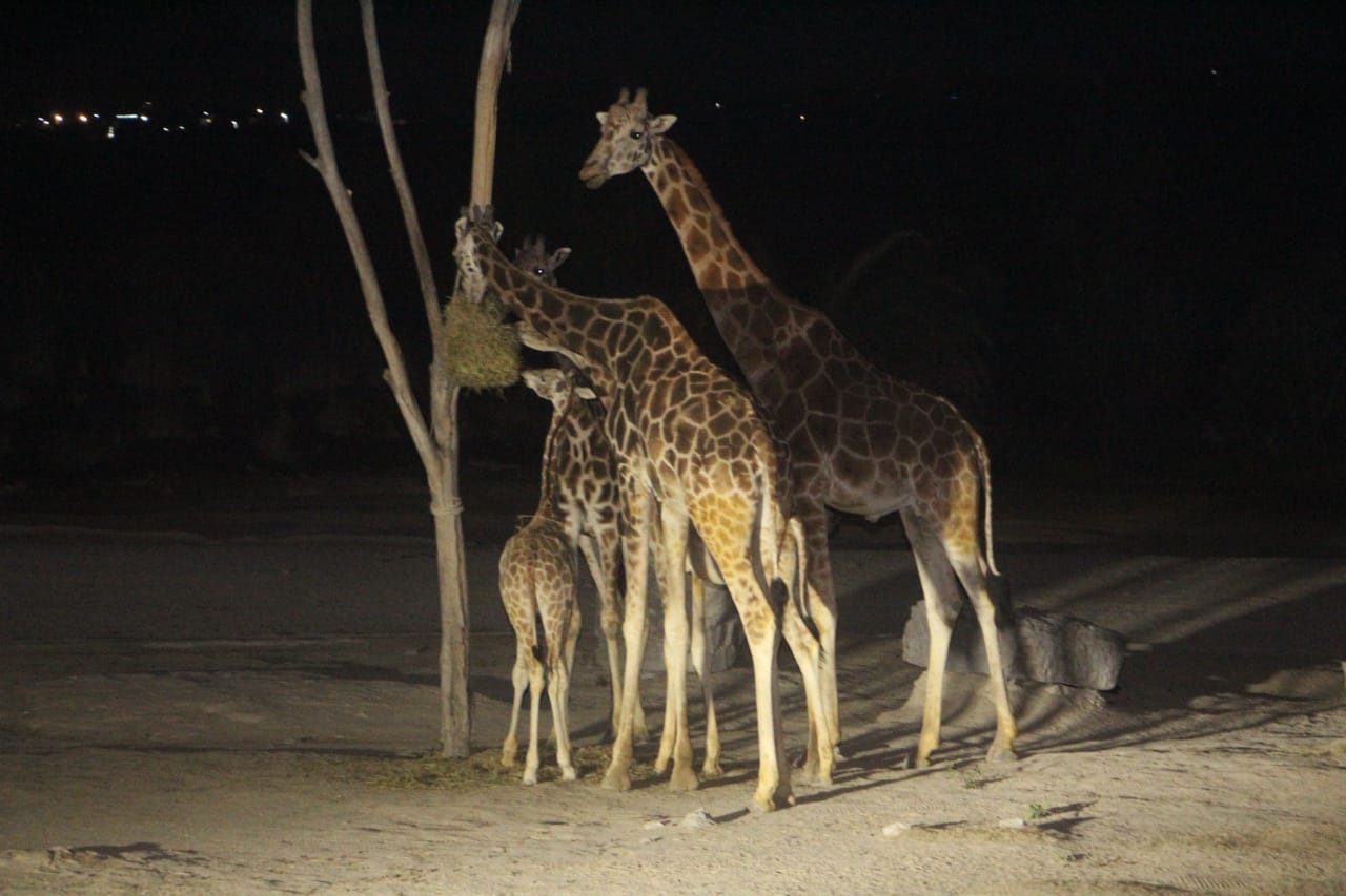 'Benito' la jirafa llega al zoológico de Puebla 