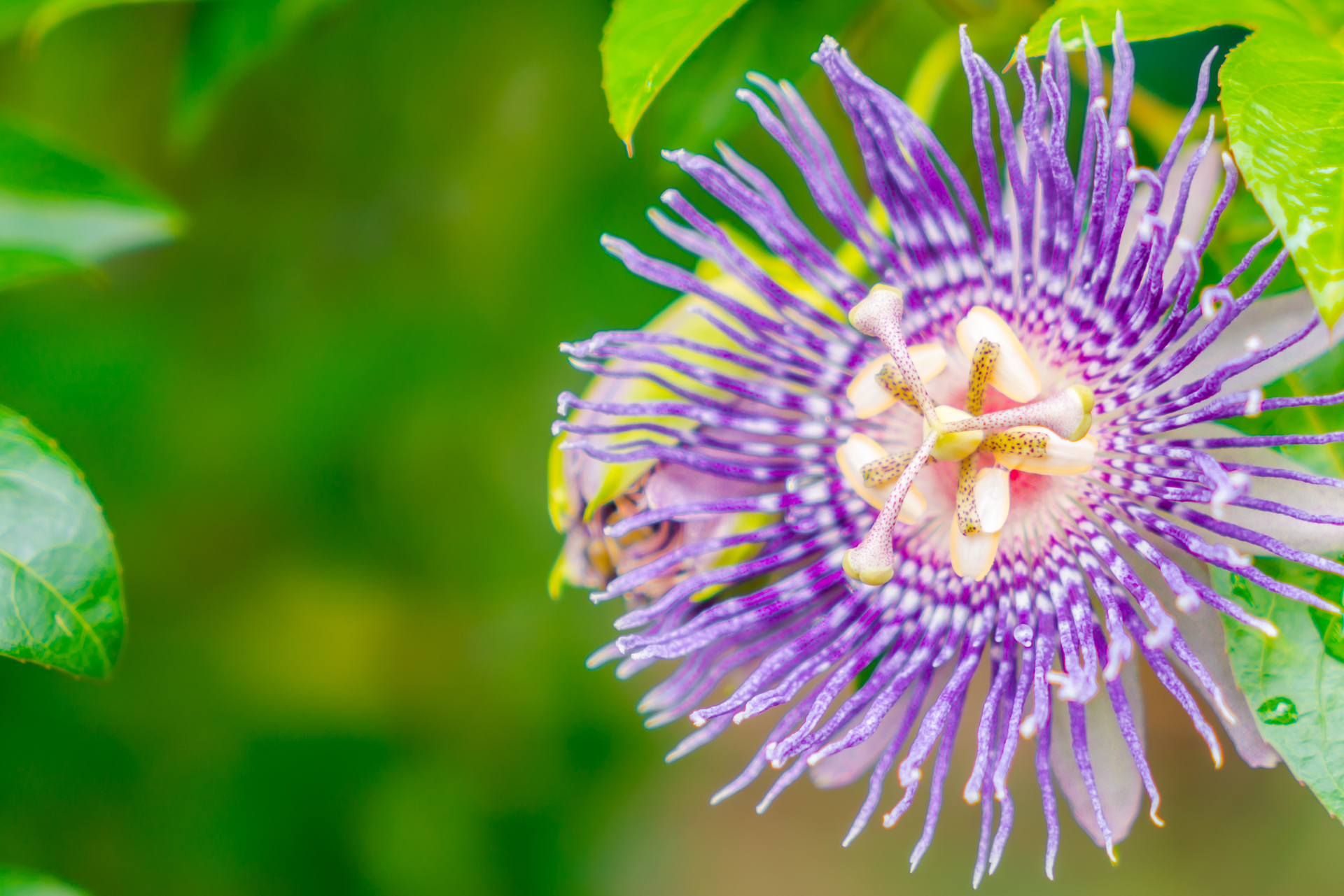 La hierba pasiflora trata la ansiedad, el insomnio y la epilepsia