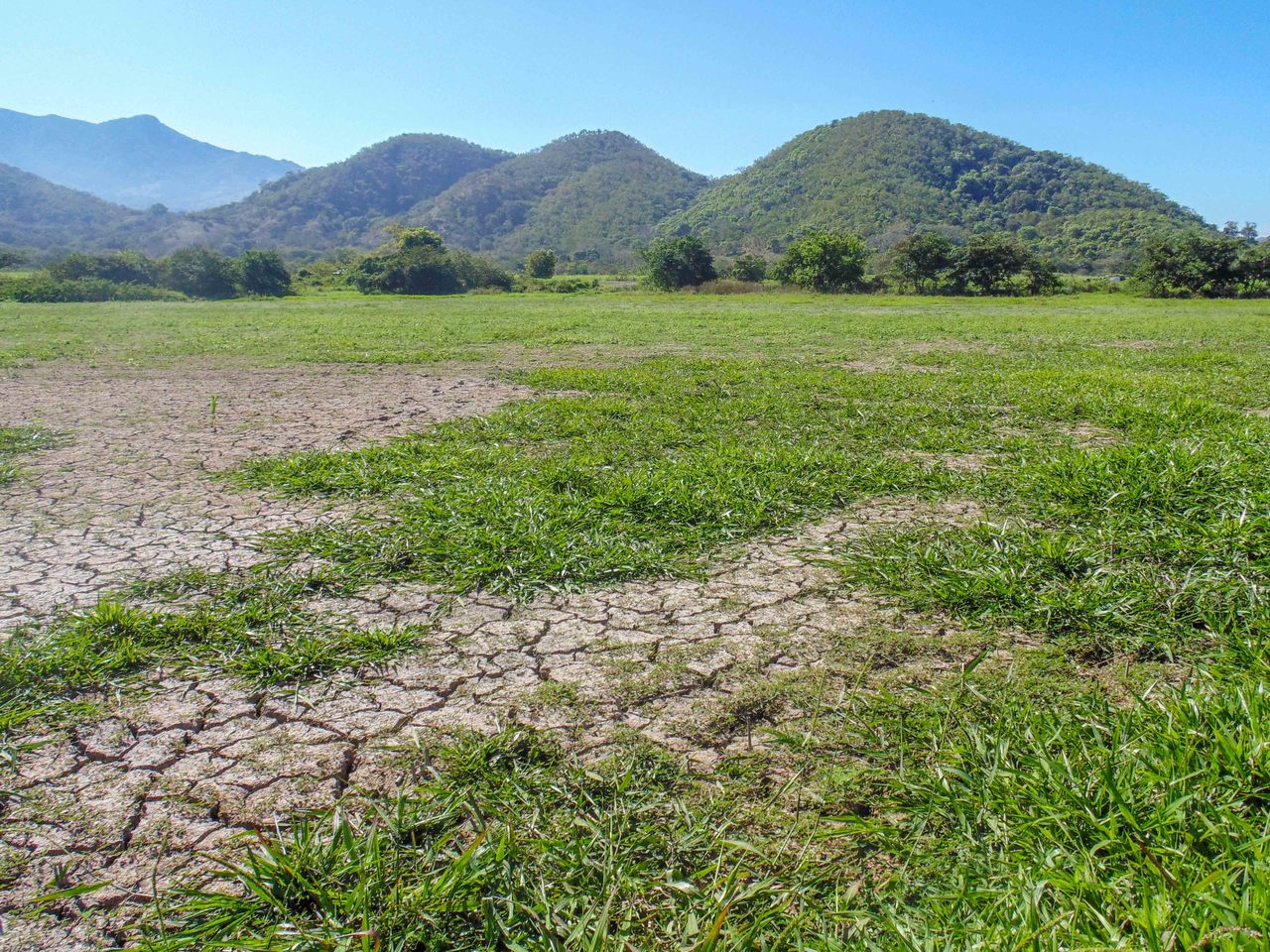 El proyecto consiste en establecer praderas con pastos adaptados en el norte de Coahuila. (CORTESÍA)
