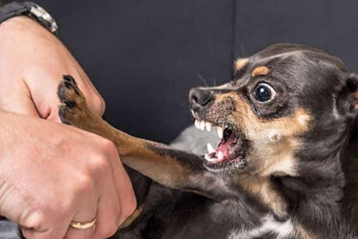 Conoce las causas por las que los perros chihuahua son agresivos