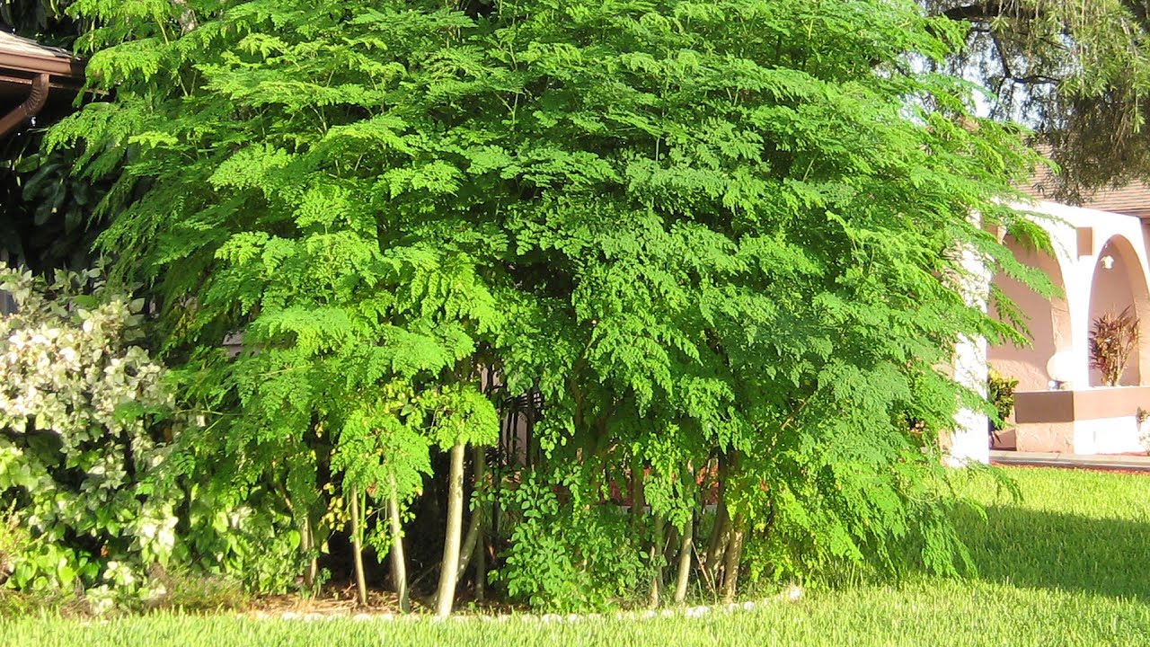 El árbol moringa auxilia contra enfermedades inflamatorias crónicas