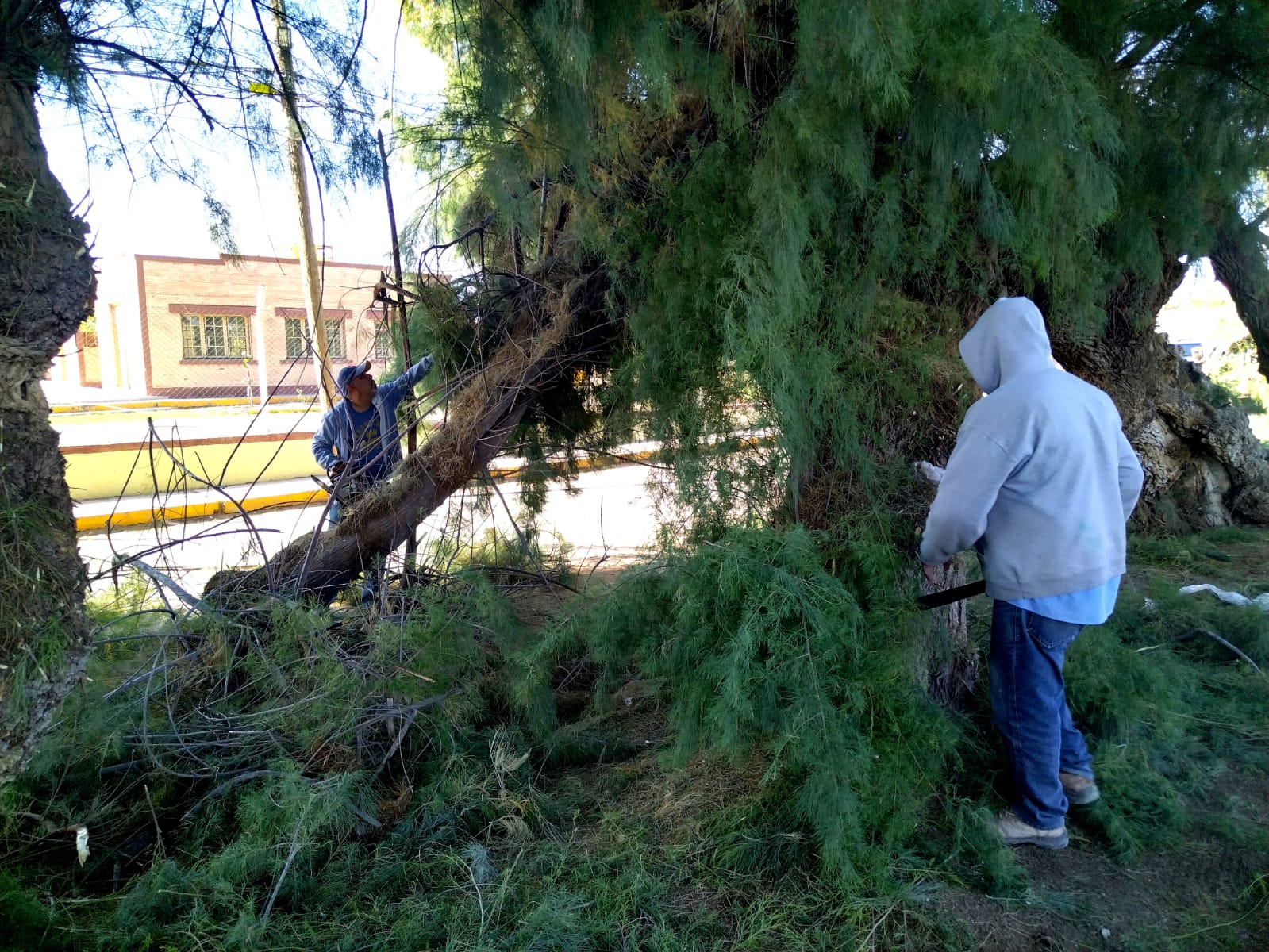 Personal de Parques y Jardines de San Pedro poda enormes árboles que están a la entrada de la ciudad
