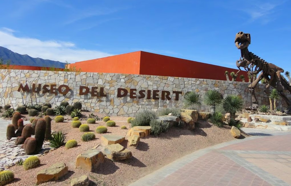 En un esfuerzo por la conservación y el bienestar animal, el Museo del Desierto de Saltillo, rescató y reincorporó a su hábitat a más de 35 osos que fueron encontrados en situaciones de riesgo, durante el año anterior.