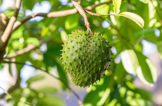 Beneficios del té de hojas de guanábana