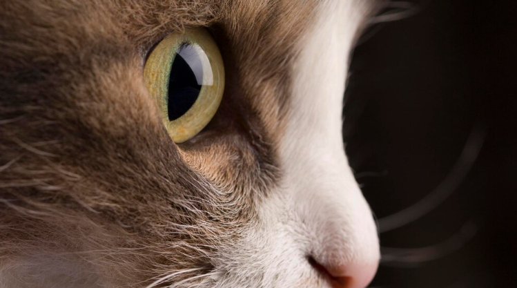 Los mejores tratamientos para curar glaucoma de un gato según experta