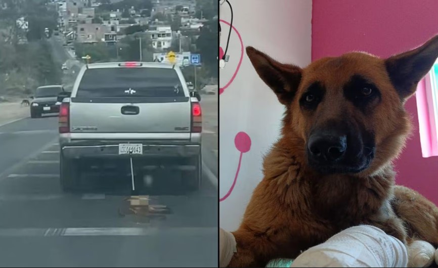 Rescatan a Coqueta, perrita que fue arrastrada por camioneta en Guanajuato